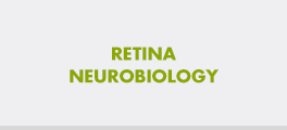 content_fio-02-retina-neurobiology